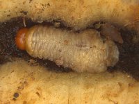 cosmopolites-grub  Larva of corm weevil