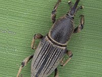 cosmopolites  Adult weevil