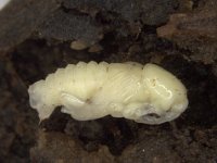 image0219  Pupa of rhizome weevil