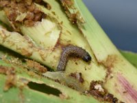 DSC 5463  Fall armyworm on maize