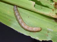 DSC 5464  Fall armyworm on maize