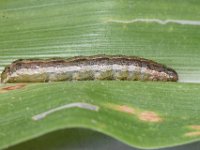 DSC 5465  Full grown larva feeding on maize leaf