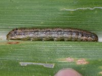 DSC 5467  Full grown larva feeding on maize leaf