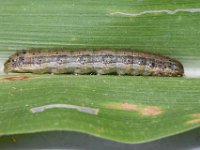 DSC 5468  Full grown larva feeding on maize leaf