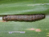 DSC 5469  Full grown larva feeding on maize leaf