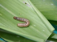 DSC 5471  Full grown larva feeding on maize leaf