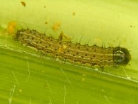 FAW-TN (1)  Early stage larva