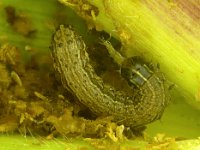 FAW-TN (2)  Fall armyworm on maize