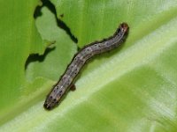 FAW-banana  Fall armyworm on banana leaf