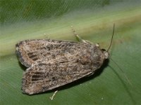 adult  Adult moth