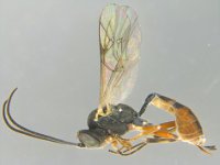 campoletis  Campoletis chlorideae, a parasitoid of FAW