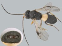 chelonus  Chelonus sp., an egg-larval parasitoid of FAW