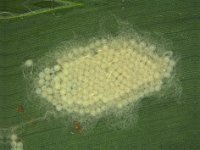 eggmass  Egg mass of fall armyworm