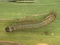 faw2  Full grown larva feeding on maize leaf