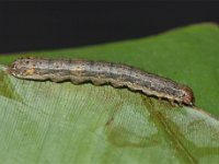 faw5  Full grown larva feeding on banana leaf