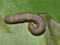 faw6  Full grown larva feeding on banana leaf