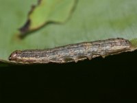 faw8  Full grown larva feeding on banana