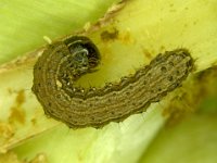 image0335  Fall armyworm on maize