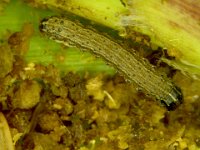 image0336  Fall armyworm on maize