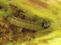 image0337  Fall armyworm on maize