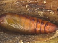 pupa  Pupa