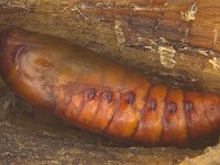 pupa1  Pupa