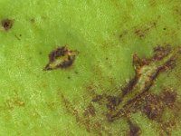 asfgh  Scars on fruit caused by thrips