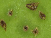 asghjl  Thrips damage on banana fruit