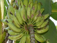 thrips-damage2  Scarring damage by thrips on banana fruits