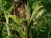 Affected plant  Leaf damage due to scarring beetles