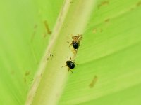 Basilepta-banana (2)  Scarring beetles feeding on banana leaf