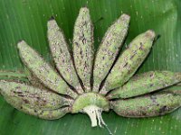 Basilepta-banana (3)  Scarring beetle damage on fruits