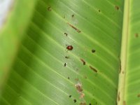 DSC 4746  Scarring beetle on banana leaf