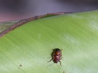 DSC 4748  Scarring beetles on banana