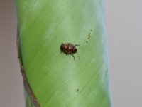 DSC 4751  Scarring beetles on banana leaf