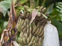 DSC 5013  Banana bunch damaged by scarring beetles