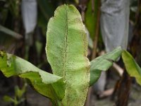 DSC 5019  Leaf damage caused by scarring beetles