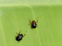 DSC 5137  Scarring beetles on banana leaf