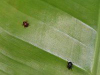 DSC 5138  Scarring beetles on banana leaf