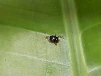 DSC 5140  Basilepta subcostata on banana leaf