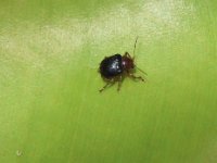 DSC 5142  Basilepta subcostata on banana leaf