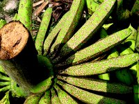 Fruit-scarring2  Banana bunches damaged by scarring beetles