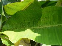 Leaf-damage  Leaf scarring due to beetle feeding