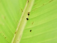 Scarring beetle6  Scarring beetles feeding on banana leaf