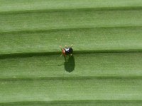 adult-on-banana  Adult beetle on banana leaf