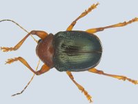 basilepta  Adult of nominate form of Basilepta subcostata, dorsal view