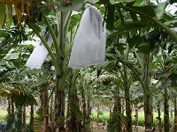 bunchsleeve  Banana bunch covered with sleeve as a preventive measure against scarring beetles