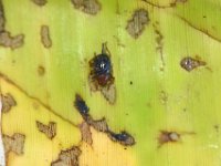 scarring-beetle-damage (1)  Basilepta subcostata on banana leaf