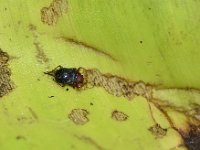 scarring-beetle-damage (8)  Basilepta subcostata on banana leaf