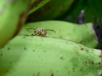 Bactrocera  Bactrocera dorsalis on banana fruit